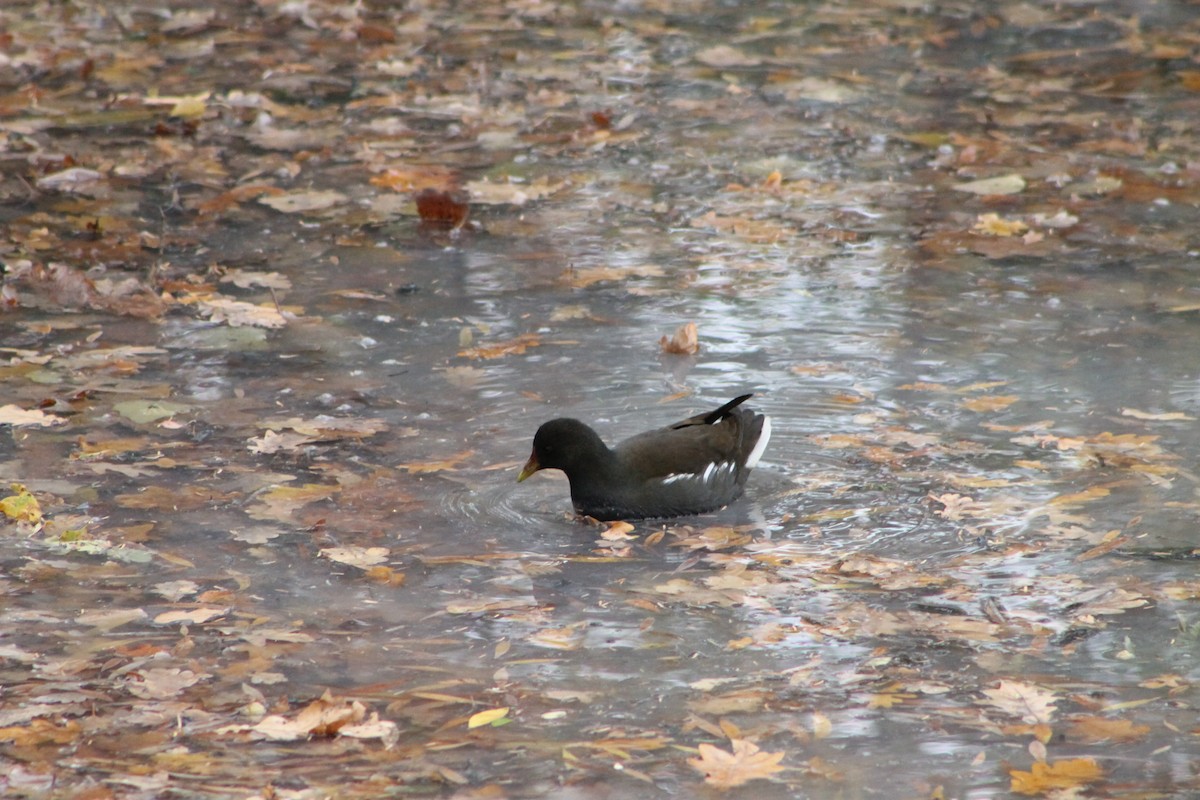 Eurasian Moorhen - ML644656583