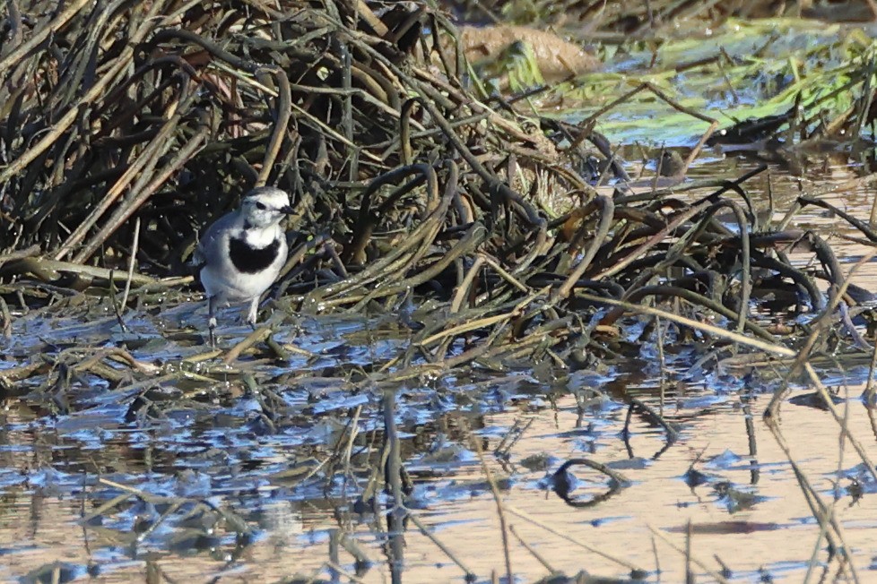 Bergeronnette grise - ML644656587