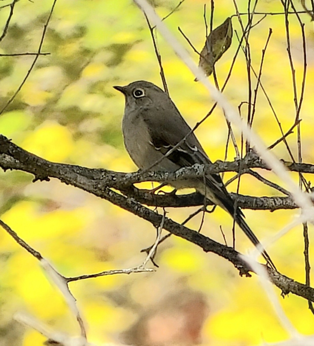 Townsend's Solitaire - ML644656596