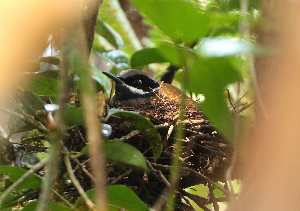 Рунник - ML644656600