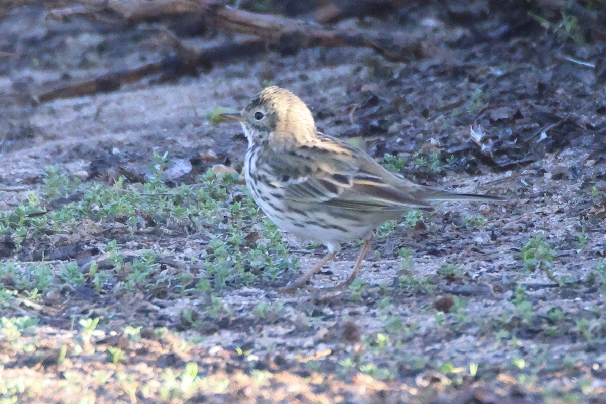 Negu-txirta - ML644656601