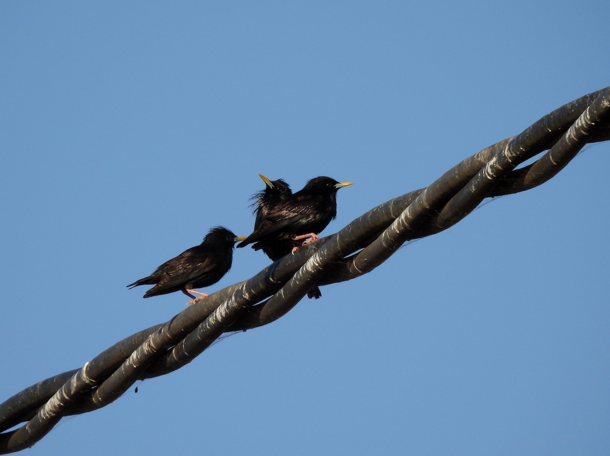 Spotless Starling - ML644656603