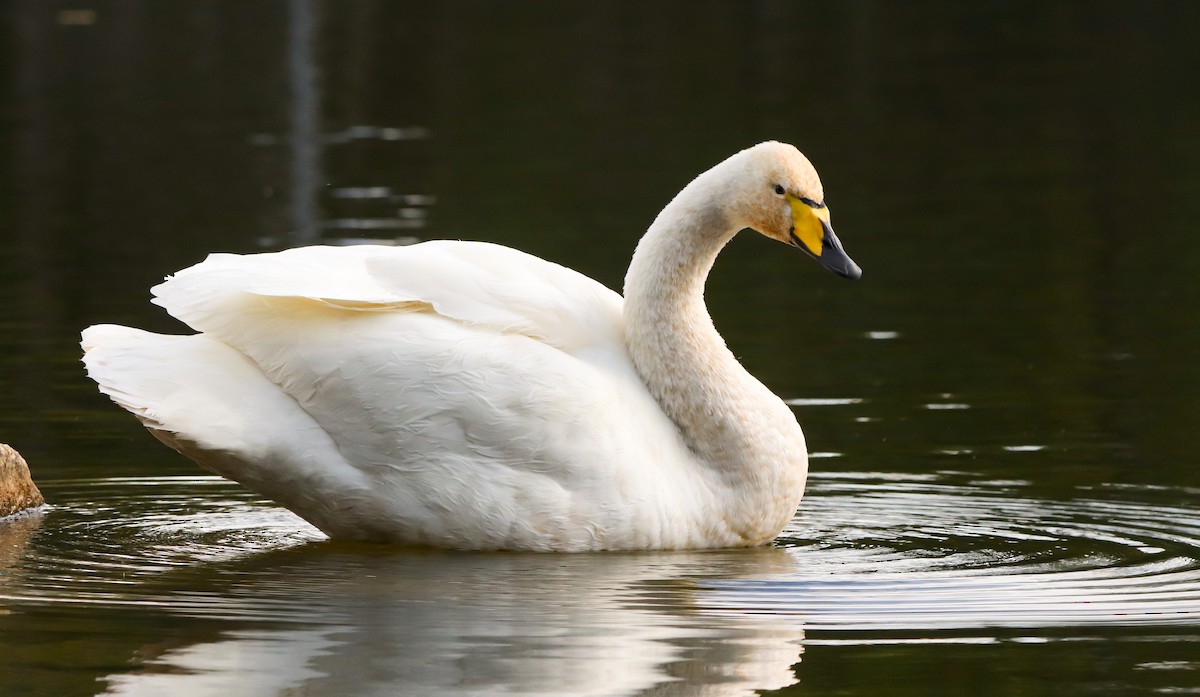 ברבור שר - ML644656604