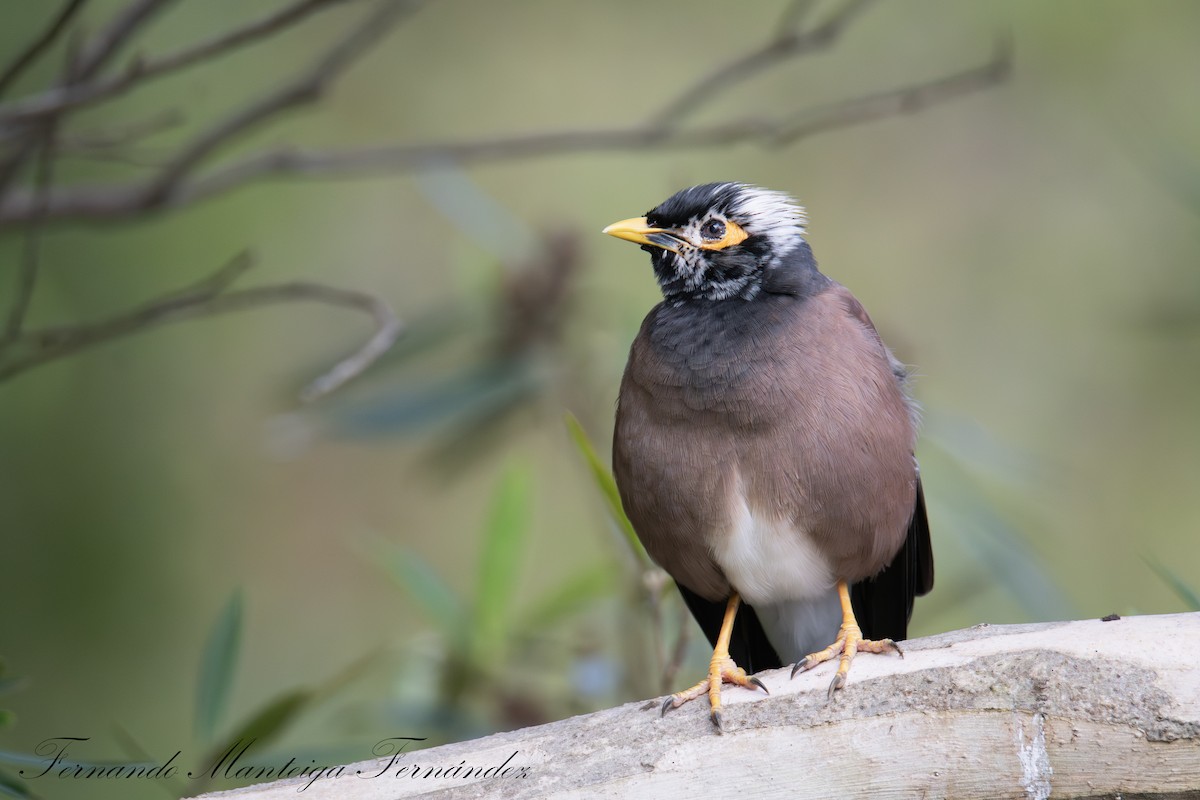 majna obecná - ML644656608