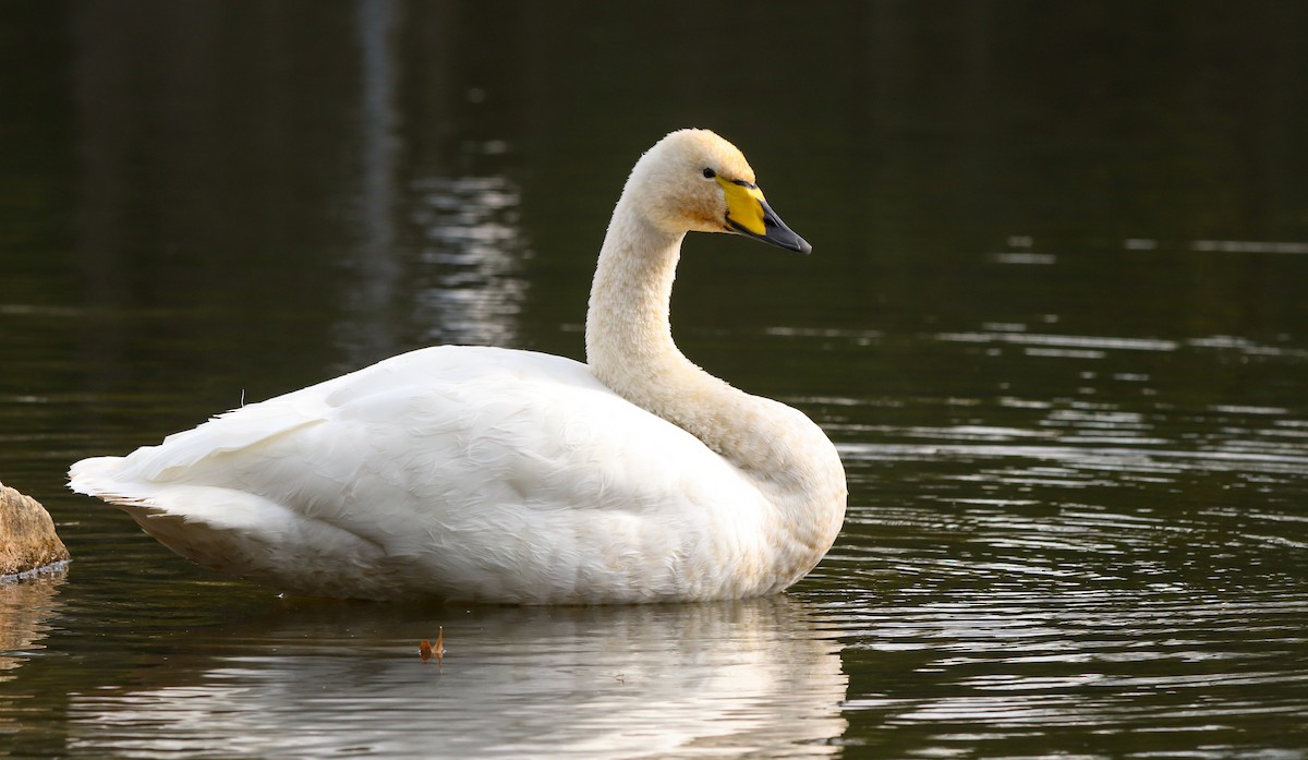 ברבור שר - ML644656609