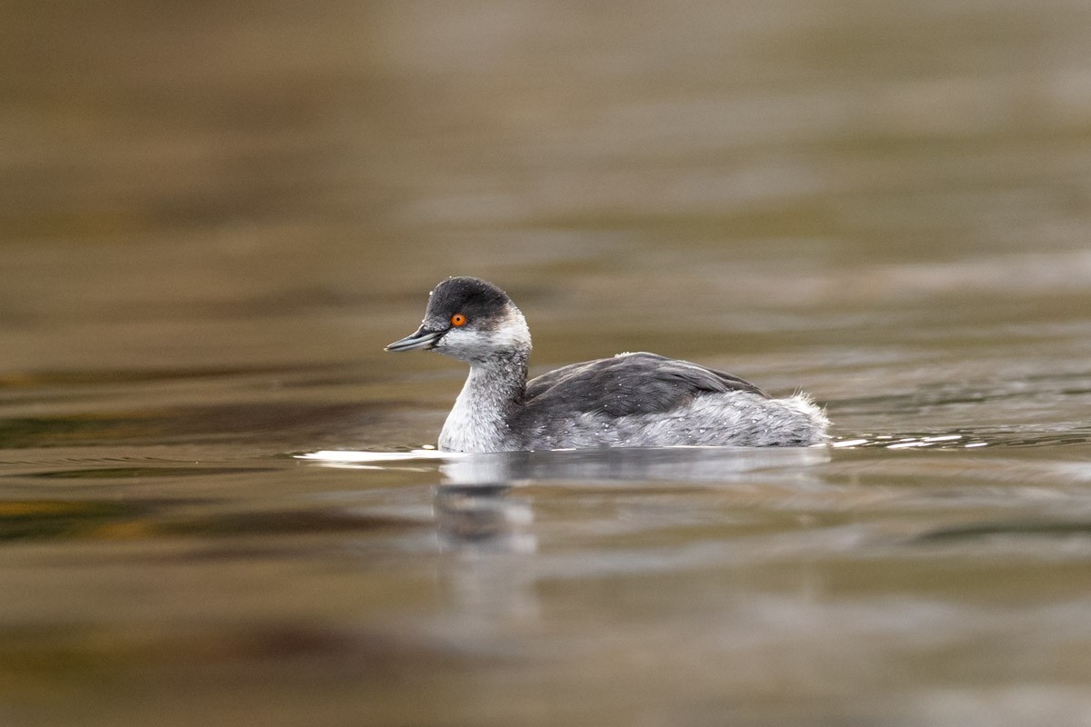 Халтар шунгуур - ML644656611