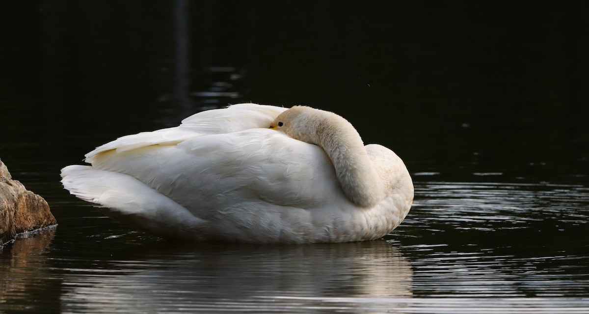 ברבור שר - ML644656612
