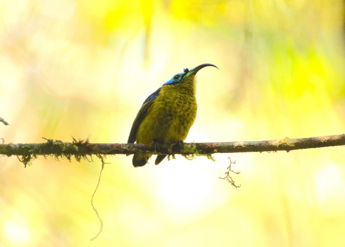 Голобров довгодзьобий - ML644656617