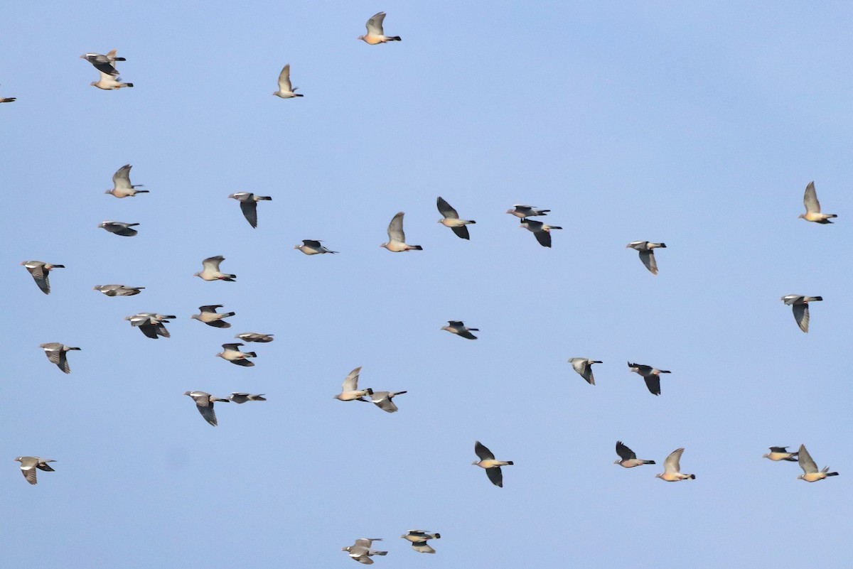 Gökçe Güvercin - ML644656618