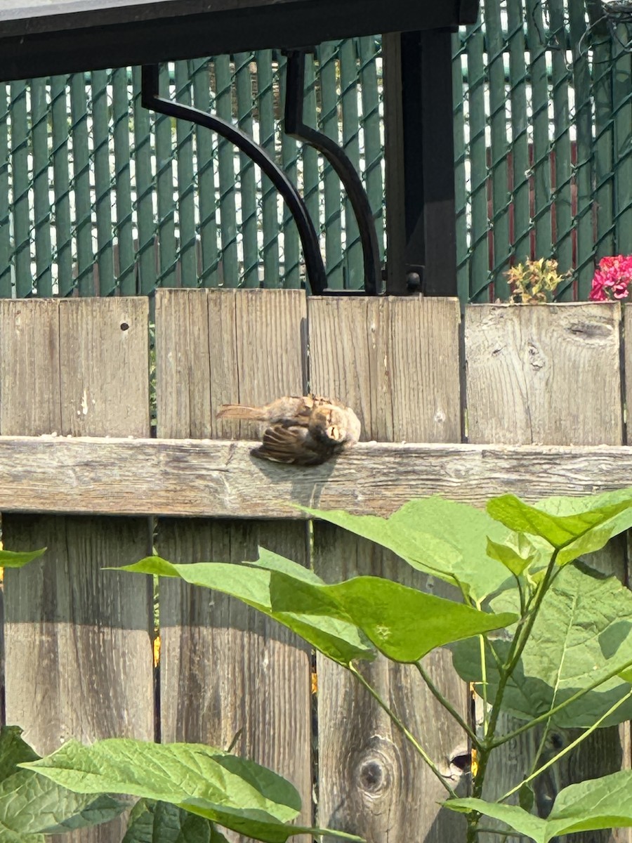 Горобець хатній - ML644656622