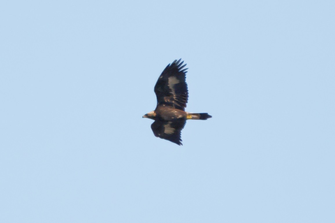 Golden Eagle - ML644656631