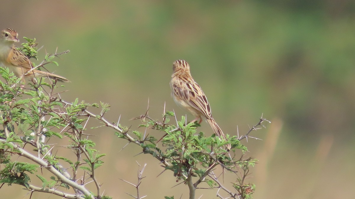 Ihi-txoria - ML644656634