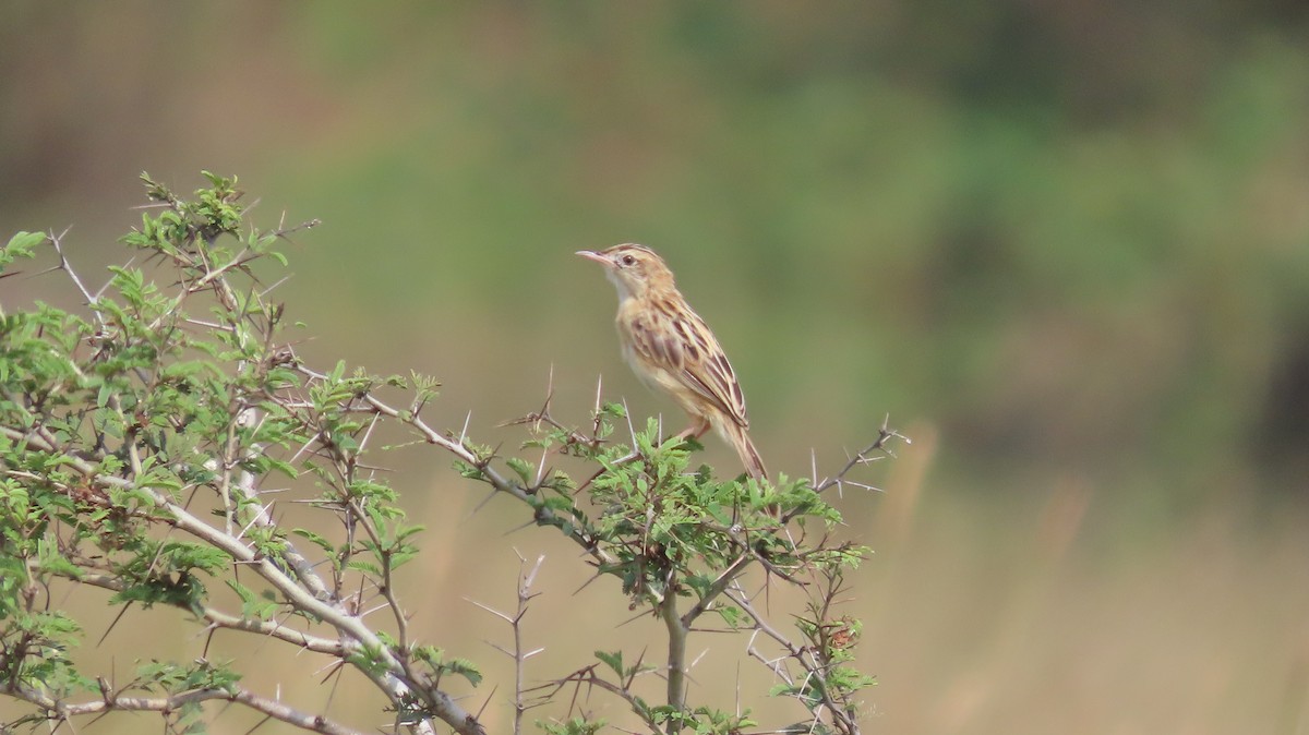 Ihi-txoria - ML644656635