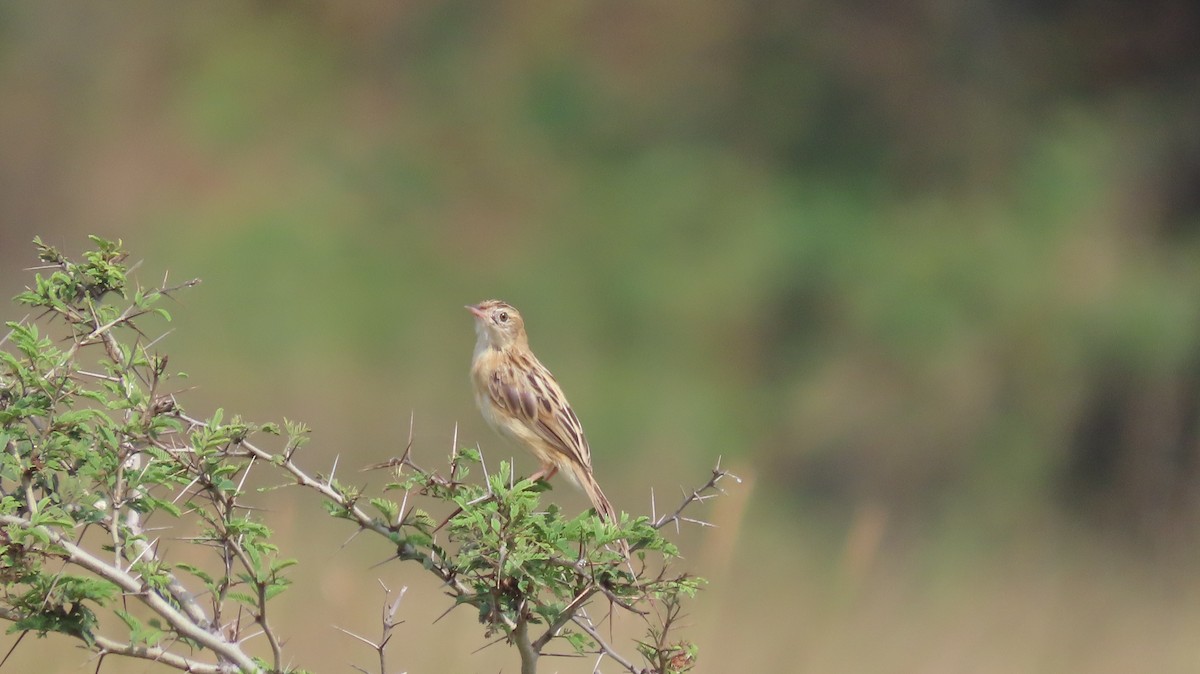 Ihi-txoria - ML644656636