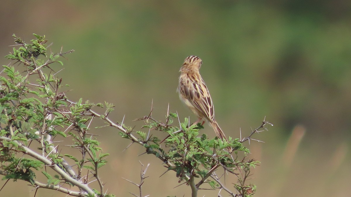 Ihi-txoria - ML644656637