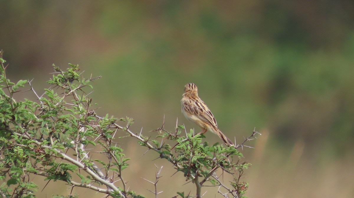 Ihi-txoria - ML644656638