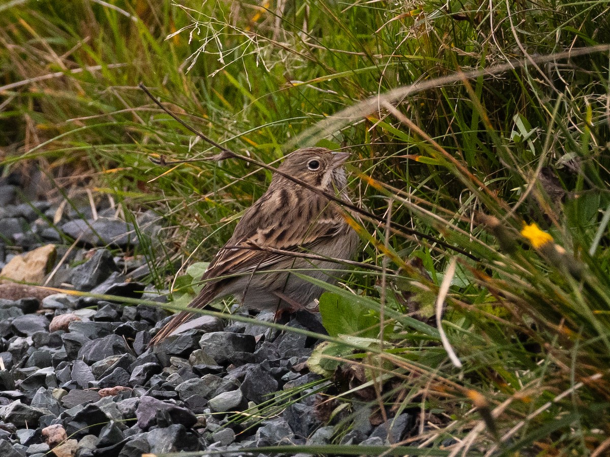 Vesper Sparrow - ML644656642