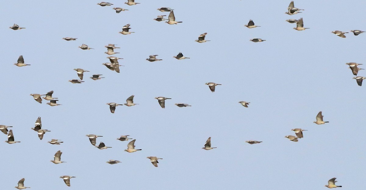 Gökçe Güvercin - ML644656645