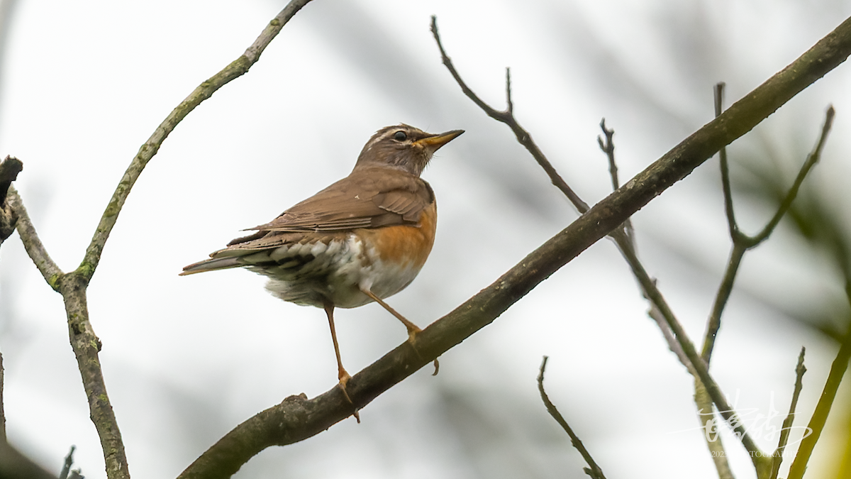Eyebrowed Thrush - ML644656652