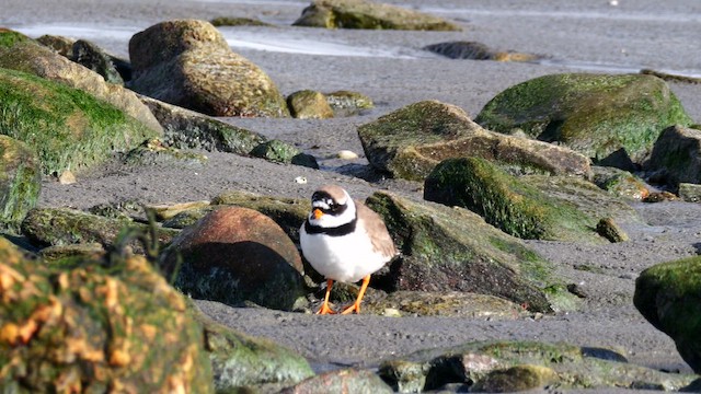 Хүзүүвчит хиазат - ML644656655