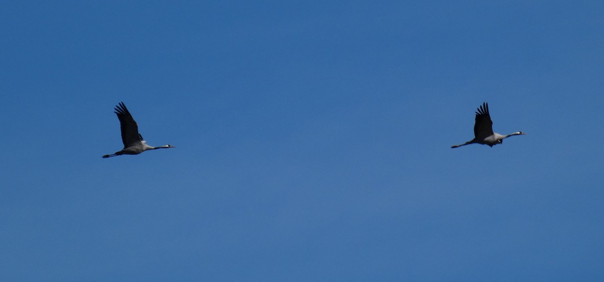 Common Crane - ML644656668