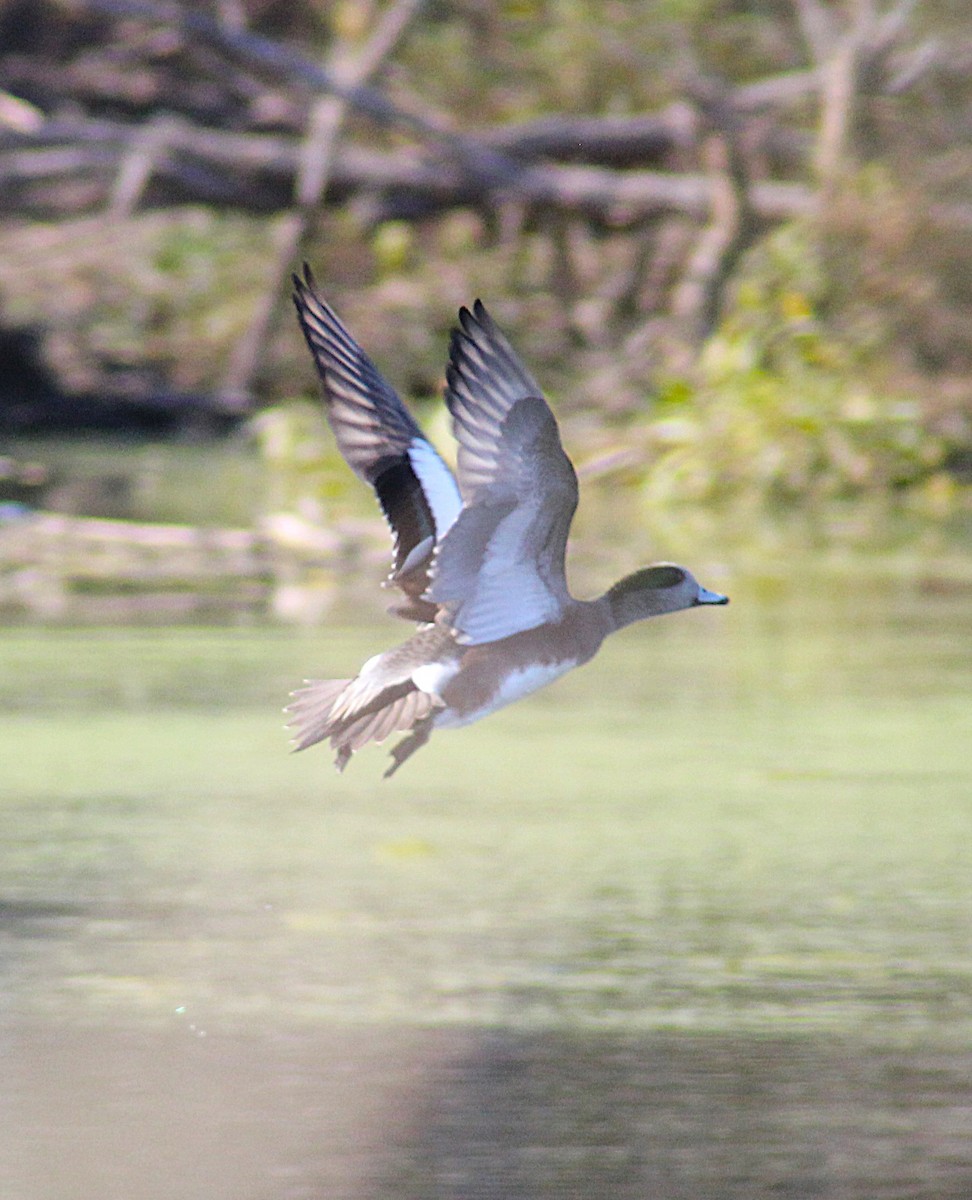 Свищ американський - ML644656674