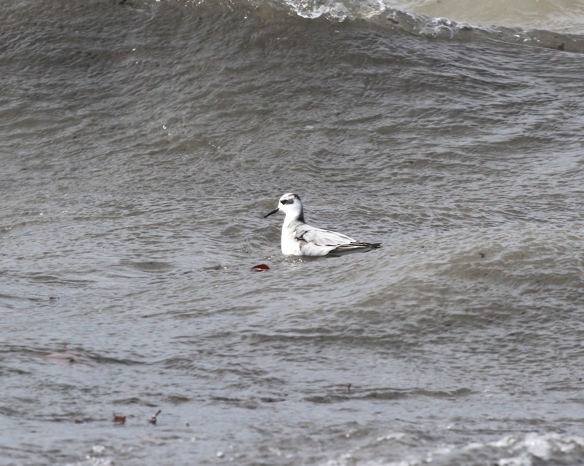 Red Phalarope - ML644656676