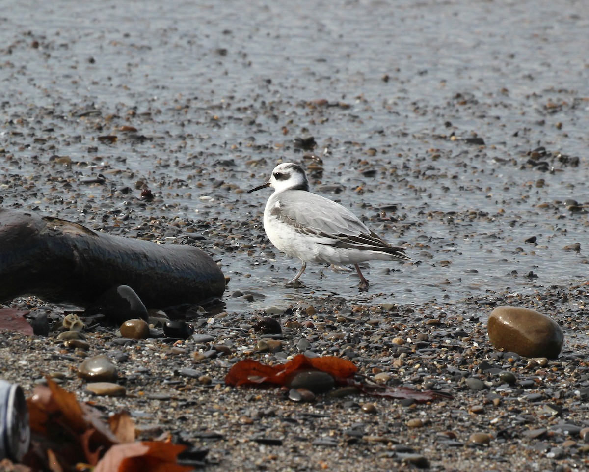 Red Phalarope - ML644656677