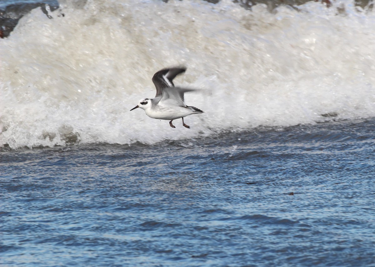 Red Phalarope - ML644656678