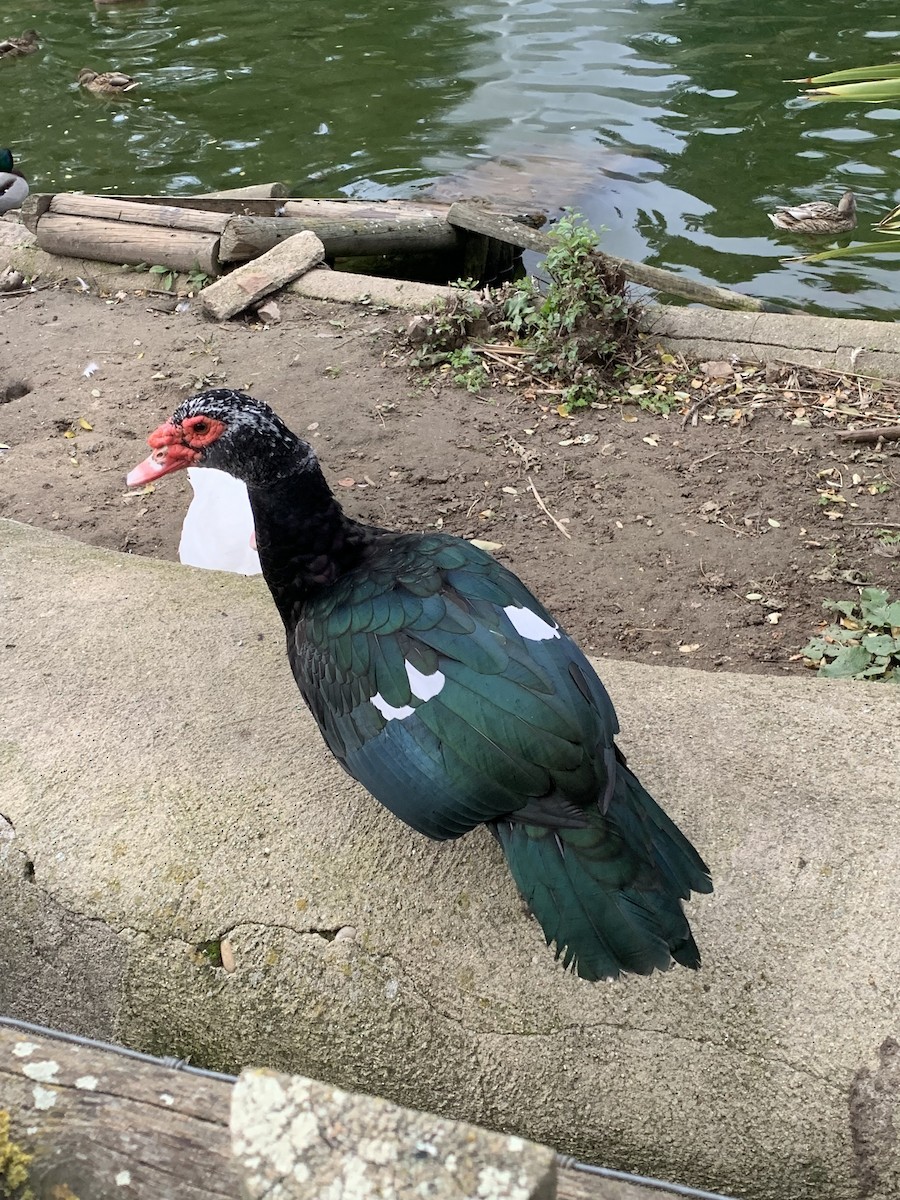 Качка мускусна (свійська) - ML644656684