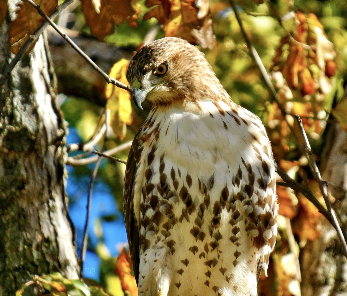 Red-tailed Hawk - ML644656687