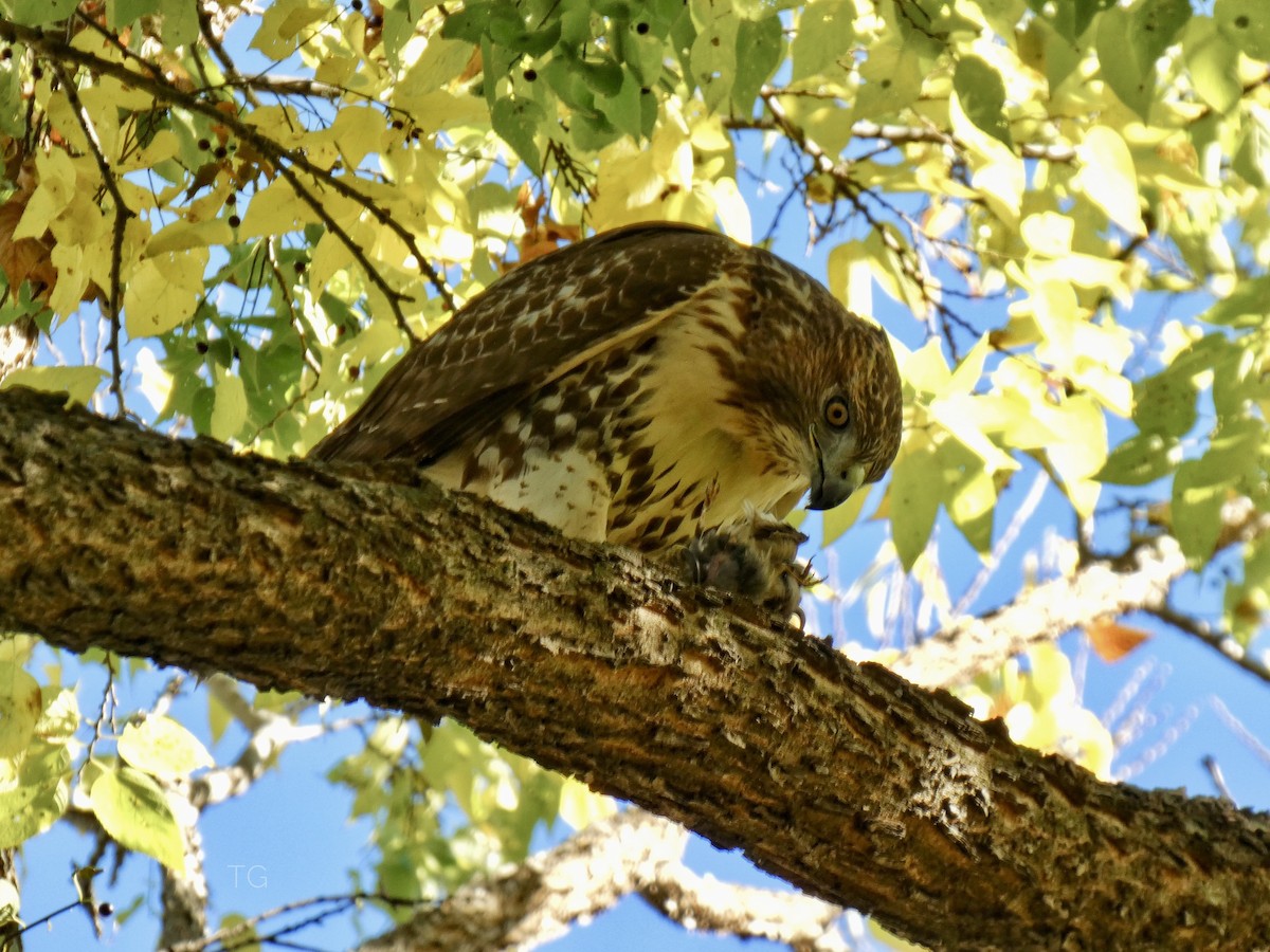 Red-tailed Hawk - ML644656690