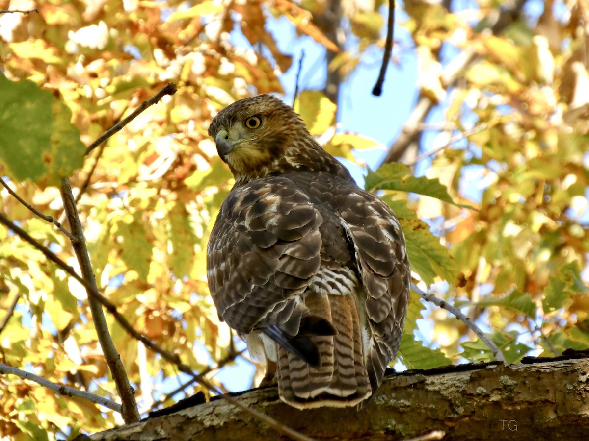 Red-tailed Hawk - ML644656691