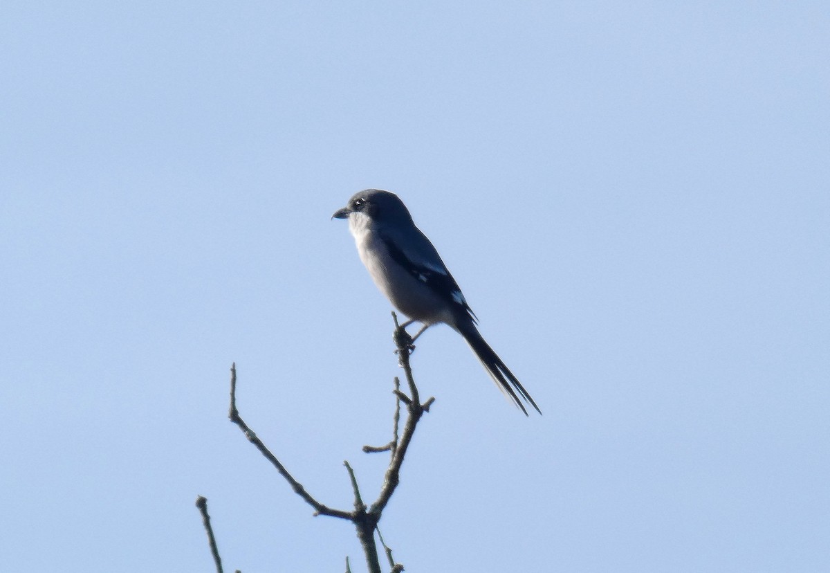 Iberian Gray Shrike - ML644656692