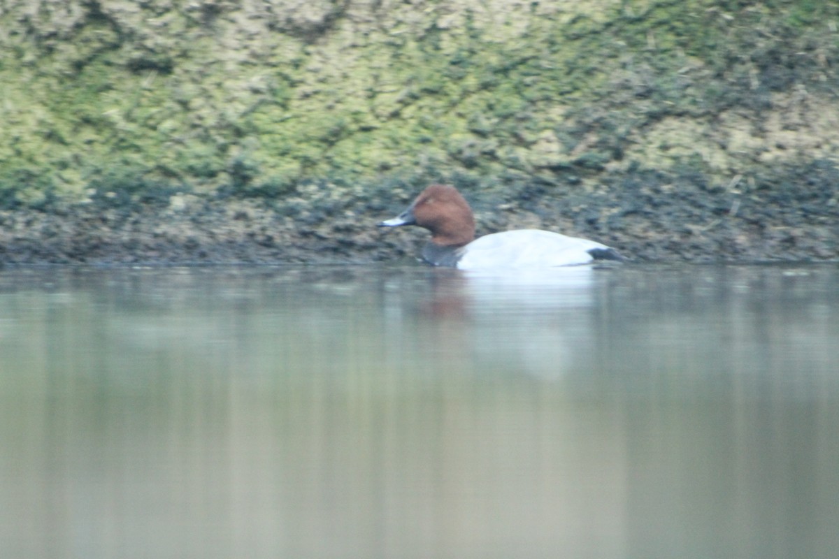 Улаан хүзүүт шумбуур - ML644656694