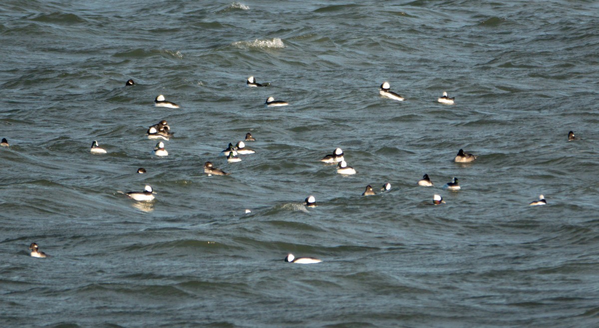 Bufflehead - ML644656699