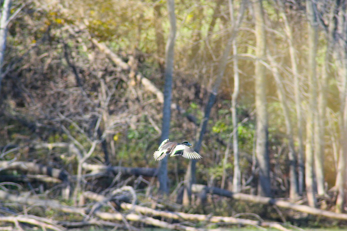 Свищ американський - ML644656705