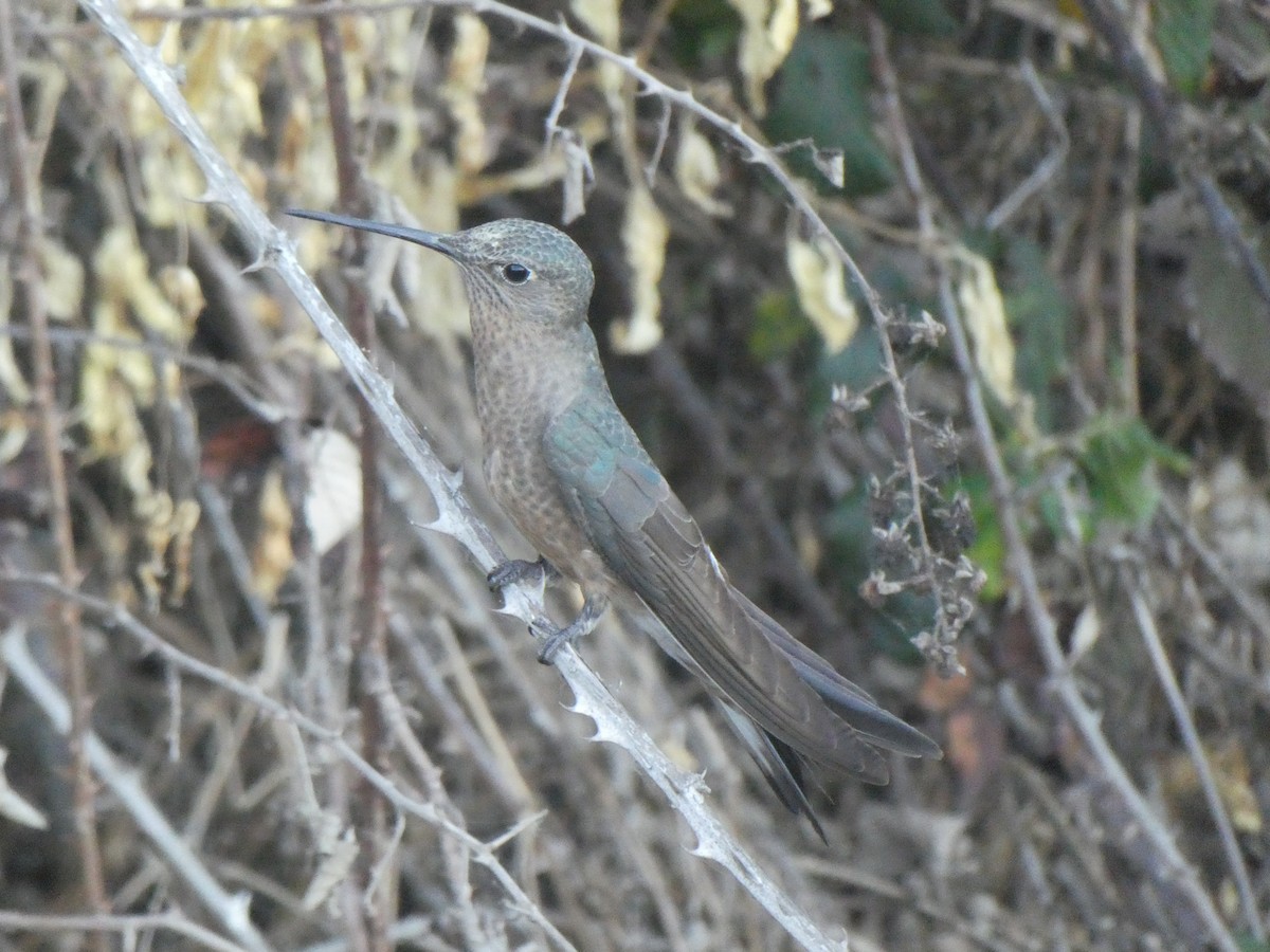 Giant Hummingbird - ML644656706