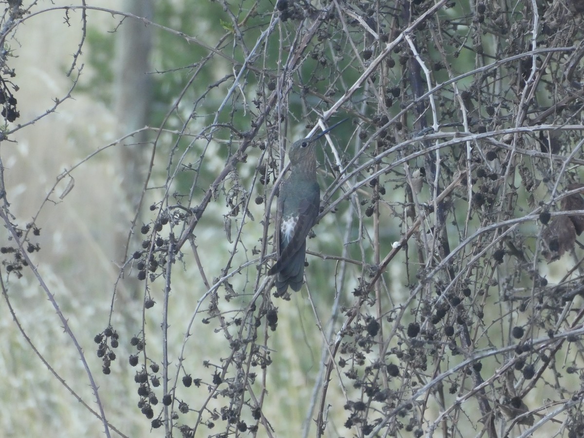 Giant Hummingbird - ML644656707