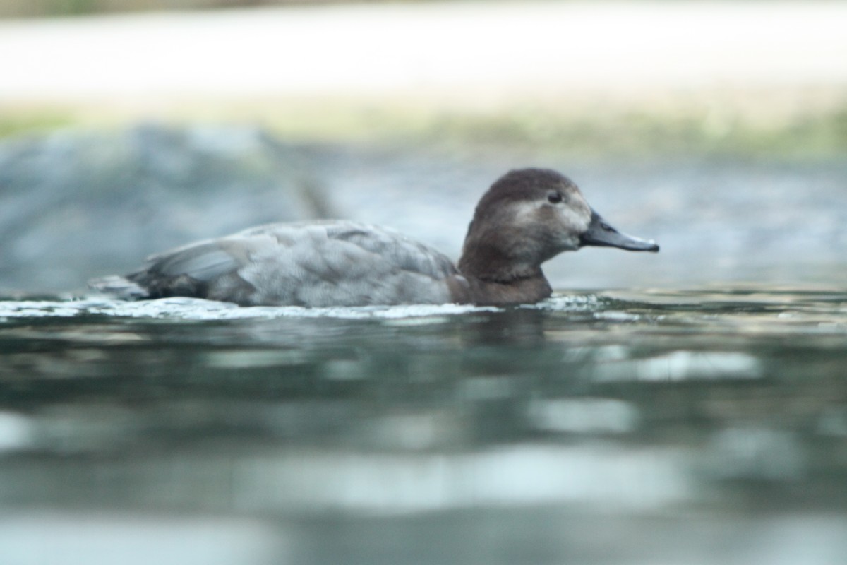 Улаан хүзүүт шумбуур - ML644656708