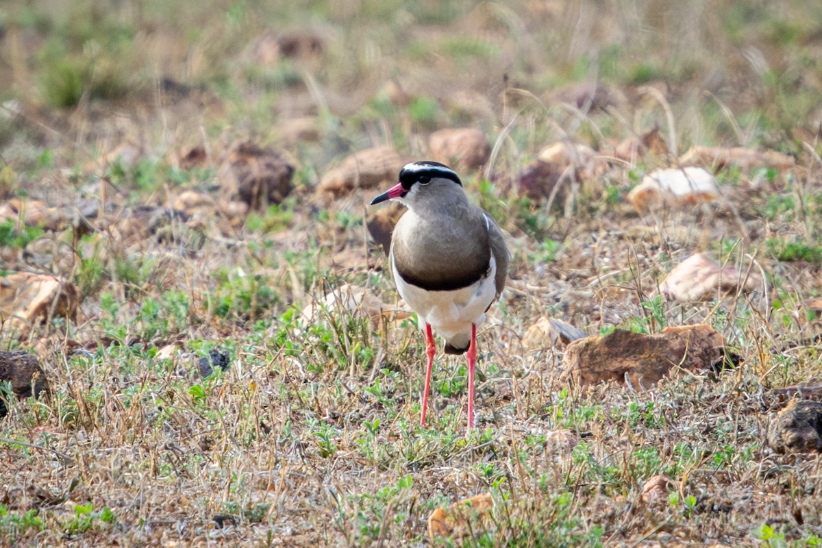 Crowned Lapwing - ML644656709