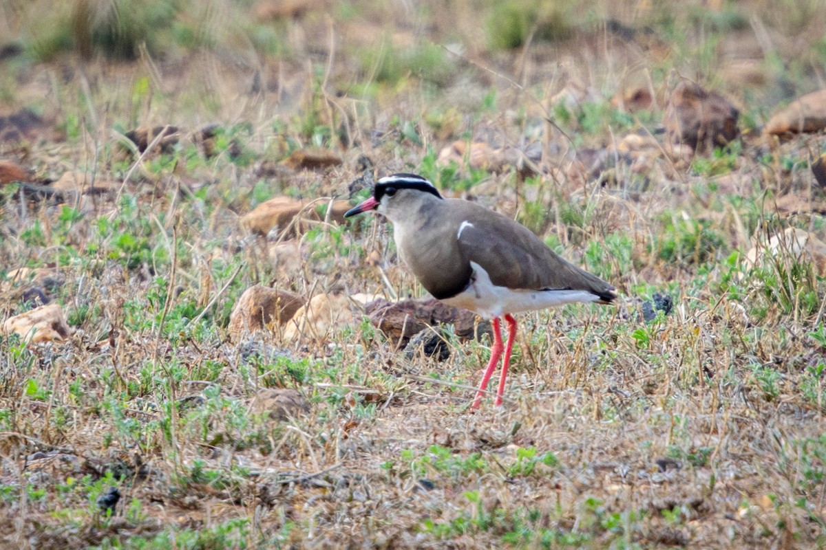 Crowned Lapwing - ML644656710