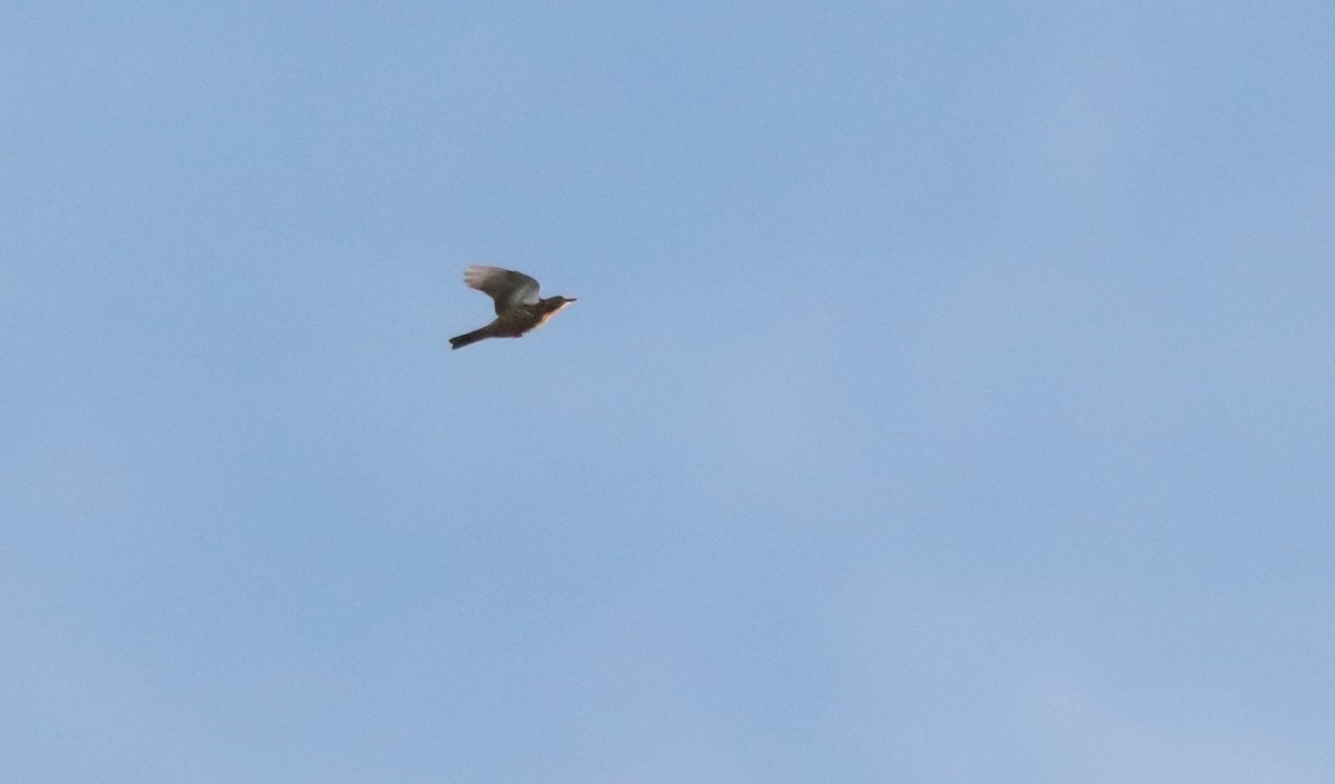 槲鶇 - ML644656711