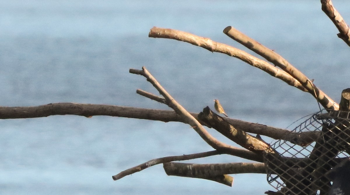 Rock Pipit - ML644656718