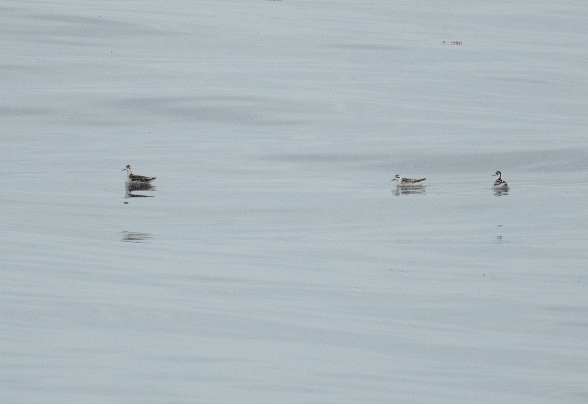 שחיינית צרת-מקור - ML644656719