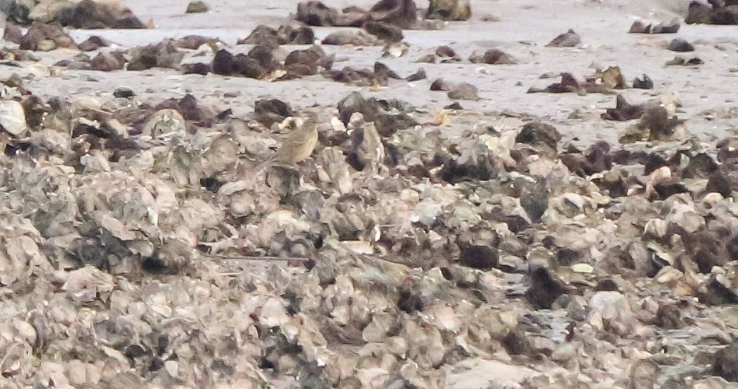 Rock Pipit - ML644656720