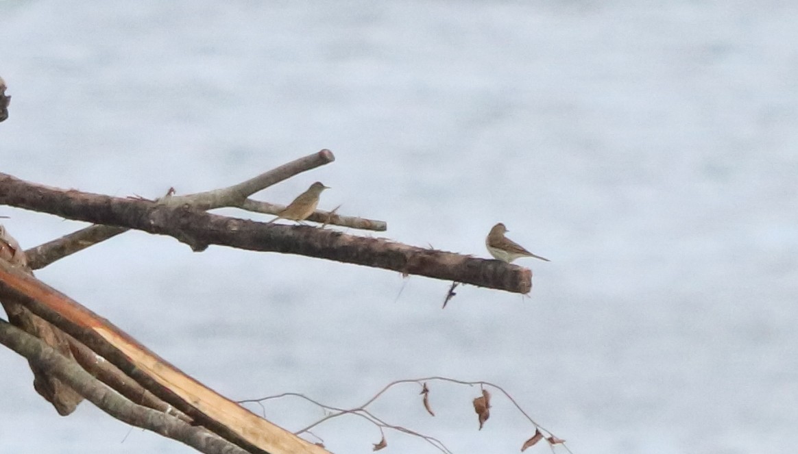 Rock Pipit - ML644656721