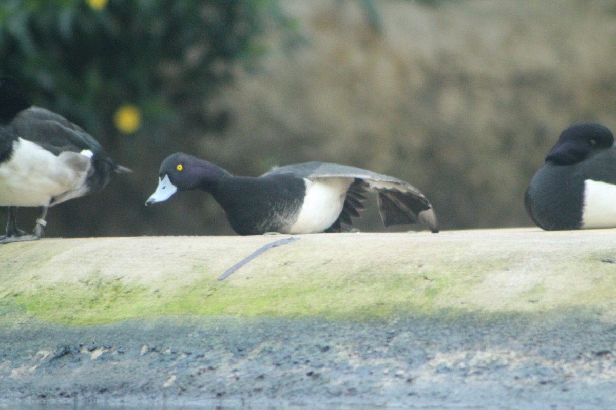 Гэзэгт шумбуур - ML644656722