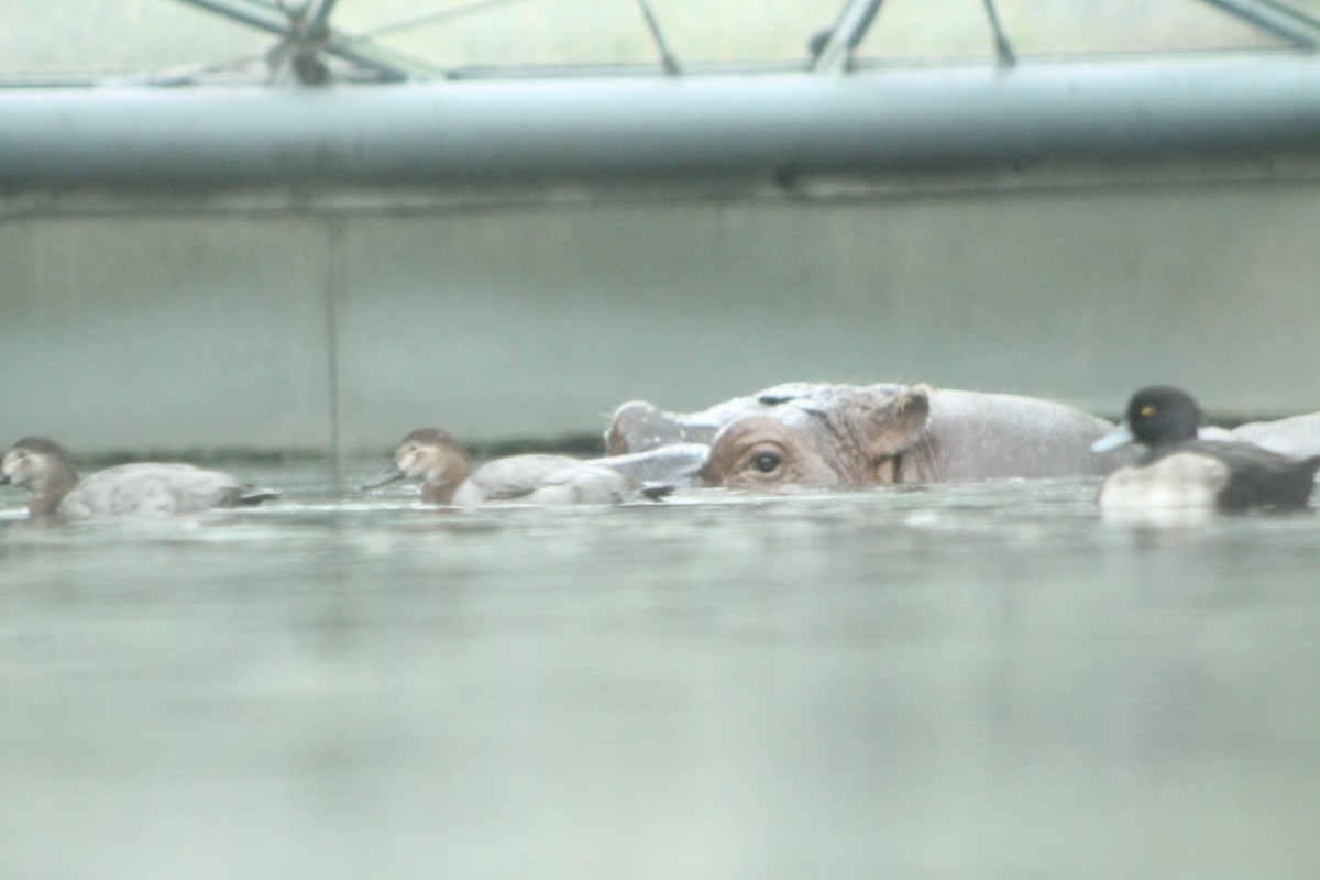 Гэзэгт шумбуур - ML644656728