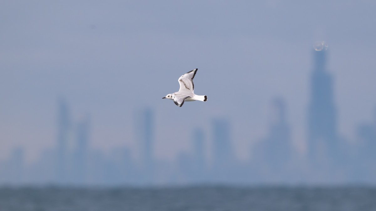 Bonaparte's Gull - ML644656732